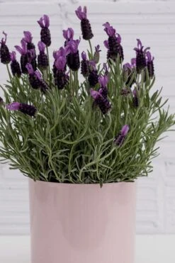 La Diva Big Night Spanish Lavender - 5 Pack Of Quart Pots -Plant Shop lavender la diva big night 3