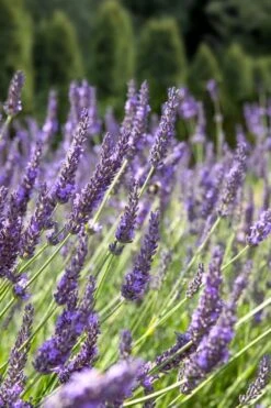 Grosso Lavender - 1 Gallon Pot -Plant Shop lavendula intermedia grosso french lavender 2