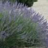 Grosso Lavender - 1 Gallon Pot -Plant Shop lavendula intermedia grosso french lavender 3