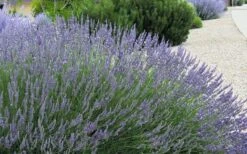 Grosso Lavender - 1 Gallon Pot -Plant Shop lavendula intermedia grosso french lavender 4