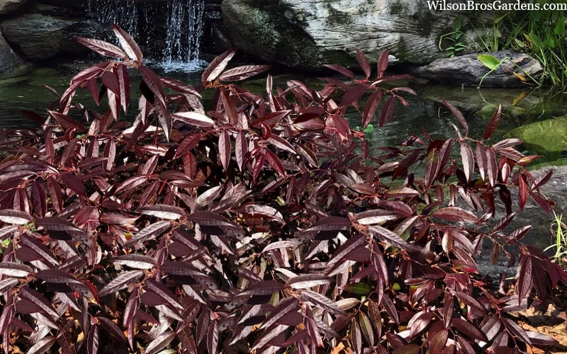 Rejoyce Coast Leucothoe (Leucothoe Axillaris) - 3 Gallon Pot 6 Rejoyce Coast Leucothoe (Leucothoe Axillaris) - 3 Gallon Pot - Image 4