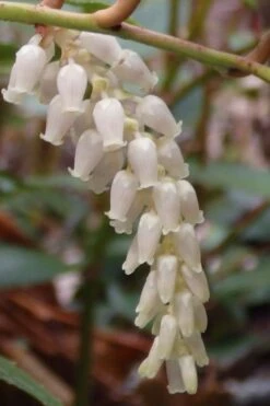 Rejoyce Coast Leucothoe (Leucothoe Axillaris) - 3 Gallon Pot 14 Rejoyce Coast Leucothoe (Leucothoe Axillaris) - 3 Gallon Pot -Plant Shop leucothoe axillaris rejoyce 11