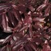 Rejoyce Coast Leucothoe (Leucothoe Axillaris) - 3 Gallon Pot -Plant Shop leucothoe axillaris rejoyce 2