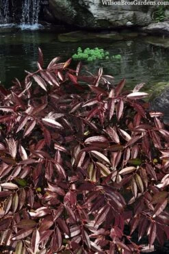 Rejoyce Coast Leucothoe (Leucothoe Axillaris) - 3 Gallon Pot 15 Rejoyce Coast Leucothoe (Leucothoe Axillaris) - 3 Gallon Pot -Plant Shop leucothoe axillaris rejoyce 3