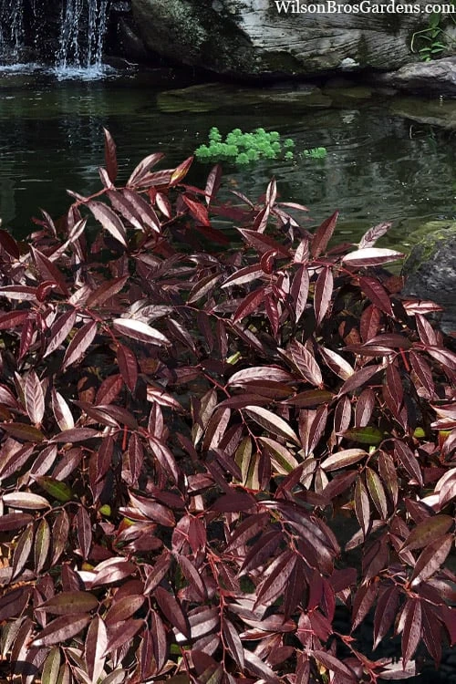 Rejoyce Coast Leucothoe (Leucothoe Axillaris) - 3 Gallon Pot 9 Rejoyce Coast Leucothoe (Leucothoe Axillaris) - 3 Gallon Pot - Image 7