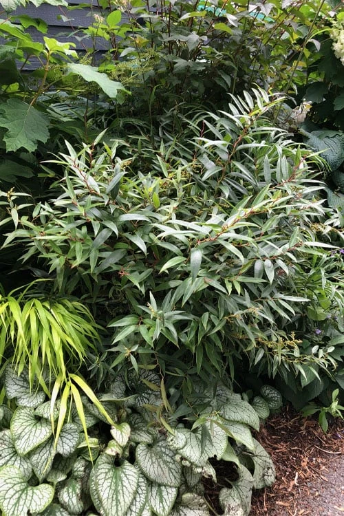 Rejoyce Coast Leucothoe (Leucothoe Axillaris) - 3 Gallon Pot 7 Rejoyce Coast Leucothoe (Leucothoe Axillaris) - 3 Gallon Pot - Image 5