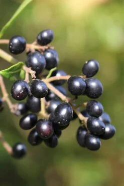 Waxleaf Ligustrum - 6 Pack Of 1 Gallon Pots -Plant Shop ligustrum japonicum waxleaf privet 2