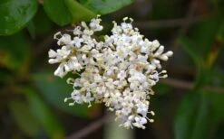 Waxleaf Ligustrum - 6 Pack Of 1 Gallon Pots -Plant Shop ligustrum japonicum waxleaf privet 3