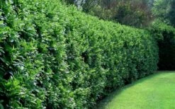Waxleaf Ligustrum - 6 Pack Of 1 Gallon Pots -Plant Shop ligustrum japonicum waxleaf privet 4