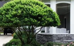 Waxleaf Ligustrum - 6 Pack Of 1 Gallon Pots -Plant Shop ligustrum japonicum waxleaf privet 6
