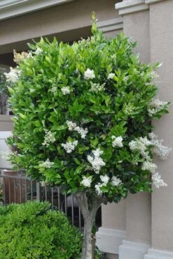 Waxleaf Ligustrum - 6 Pack Of 1 Gallon Pots -Plant Shop ligustrum japonicum waxleaf privet 8