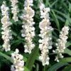 Monroe's White Liriope (Lilyturf) - 1 Gallon Pot -Plant Shop liriope muscari monroes white lily turf 20