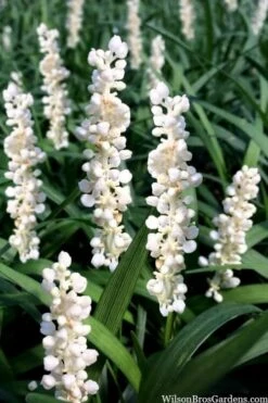 Monroe's White Liriope (Lilyturf) - 1 Gallon Pot