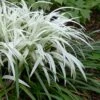 Okina Liriope (Frosted Monkey Grass) - 1 Gallon Pot -Plant Shop liriope muscari okina lilyturf 1