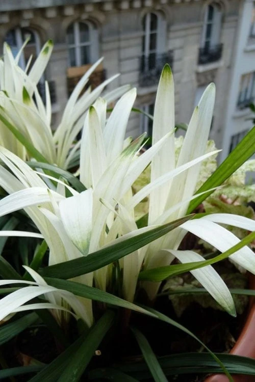 Okina Liriope (Frosted Monkey Grass) - 1 Gallon Pot 8 Okina Liriope (Frosted Monkey Grass) - 1 Gallon Pot - Image 6