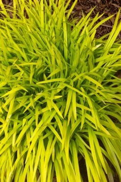 Gold Ingot Liriope (Golden Lilyturf) - 6 Pack Of 1 Gallon Pots -Plant Shop liriope muscari peedee ingot golden lilyturf 11