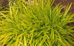 Gold Ingot Liriope (Golden Lilyturf) - 6 Pack Of 1 Gallon Pots -Plant Shop liriope muscari peedee ingot golden lilyturf 3