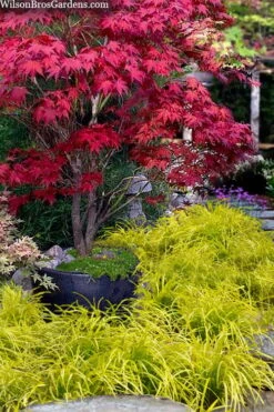 Gold Ingot Liriope (Golden Lilyturf) - 6 Pack Of 1 Gallon Pots -Plant Shop liriope muscari peedee ingot golden lilyturf 5