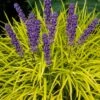 Gold Ingot Liriope (Golden Lilyturf) - 6 Pack Of 1 Gallon Pots -Plant Shop liriope muscari peedee ingot golden lilyturf 6