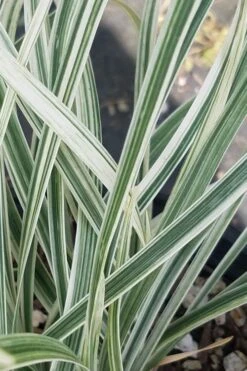 Silver Dragon Liriope - Lilyturf - 6 Pack Of Pint Pots -Plant Shop liriope spicata silver dragon lilyturf 101