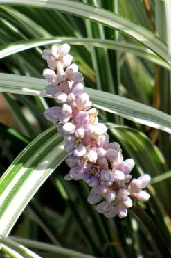 Silver Dragon Liriope - Lilyturf - 6 Pack Of Pint Pots -Plant Shop liriope spicata silver dragon lilyturf 102