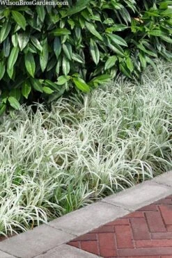 Silver Dragon Liriope - Lilyturf - 6 Pack Of Pint Pots -Plant Shop liriope spicata silver dragon lilyturf 106