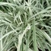 Silver Dragon Liriope - Lilyturf - 6 Pack Of Pint Pots 2 Silver Dragon Liriope - Lilyturf - 6 Pack Of Pint Pots -Plant Shop liriope spicata silver dragon lilyturf 107