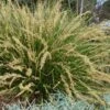 Katrinus Deluxe Lomandra - 1 Gallon Pot -Plant Shop lomandra longifolia katrinus deluxe 1