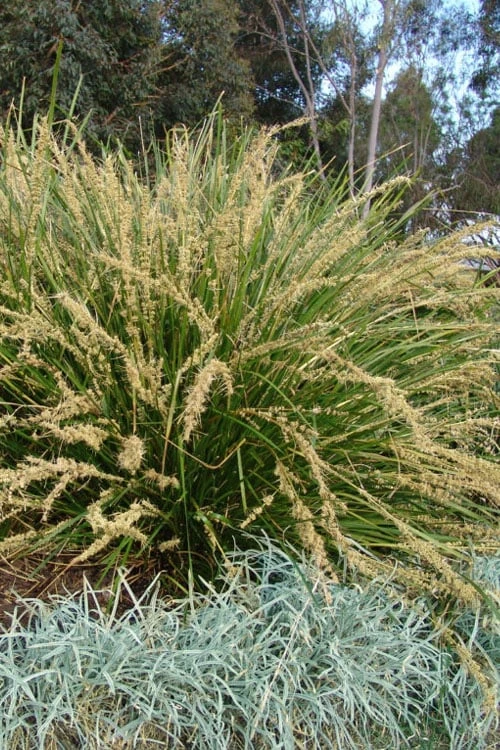 Katrinus Deluxe Lomandra - 1 Gallon Pot 3 Katrinus Deluxe Lomandra - 1 Gallon Pot