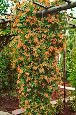 Mandarin Orange Honeysuckle Vine - 2 Gallon Pot -Plant Shop lonicera mandarin orange honeysuckle vine 10