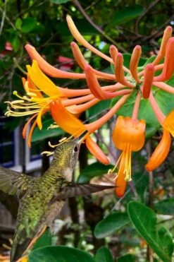 Mandarin Orange Honeysuckle Vine - 2 Gallon Pot -Plant Shop lonicera mandarin orange honeysuckle vine 14