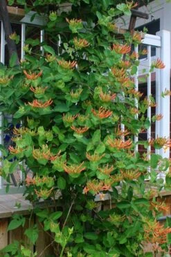 Mandarin Orange Honeysuckle Vine - 2 Gallon Pot -Plant Shop lonicera mandarin orange honeysuckle vine 20