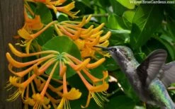 Mandarin Orange Honeysuckle Vine - 2 Gallon Pot -Plant Shop lonicera mandarin orange honeysuckle vine 23