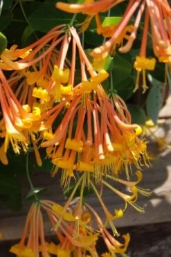 Mandarin Orange Honeysuckle Vine - 2 Gallon Pot -Plant Shop lonicera mandarin orange honeysuckle vine 27