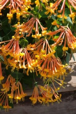 Mandarin Orange Honeysuckle Vine - 2 Gallon Pot