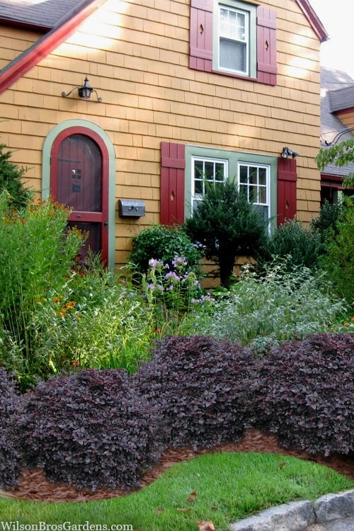 Cerise Charm Dwarf Loropetalum - 6 Pack Of 1 Gallon Pots 6 Cerise Charm Dwarf Loropetalum - 6 Pack Of 1 Gallon Pots - Image 4