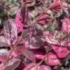 Ruby Parfait Loropetalum (Fringe Flower) - 1 Gallon Pot