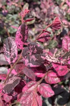 Ruby Parfait Loropetalum (Fringe Flower) - 1 Gallon Pot