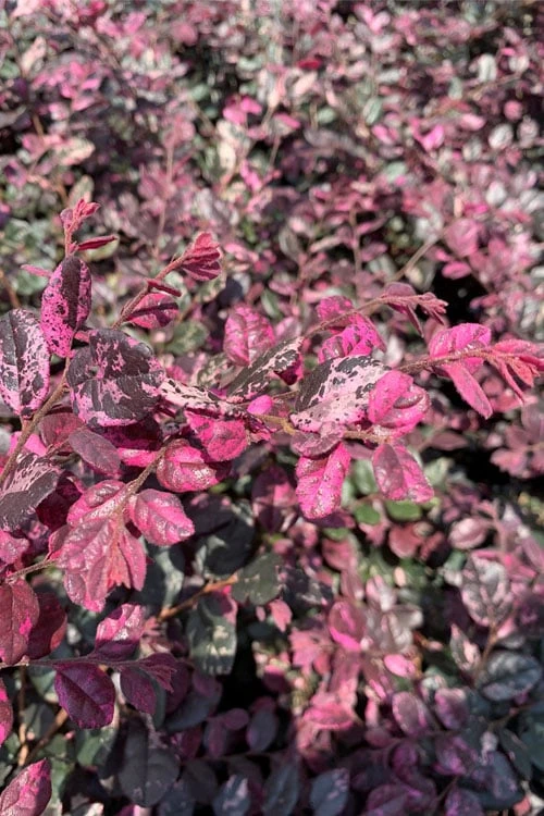 Ruby Parfait Loropetalum (Fringe Flower) - 1 Gallon Pot 8 Ruby Parfait Loropetalum (Fringe Flower) - 1 Gallon Pot - Image 6