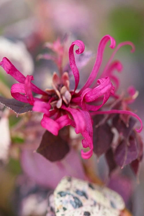 Ruby Parfait Loropetalum (Fringe Flower) - 1 Gallon Pot 6 Ruby Parfait Loropetalum (Fringe Flower) - 1 Gallon Pot - Image 4