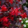 Ever Red Loropetalum (Chinese Fringeflower) - 2 Gallon Pot 2 Ever Red Loropetalum (Chinese Fringeflower) - 2 Gallon Pot -Plant Shop loropetalum ever red 20
