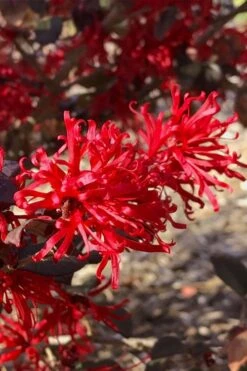 Ever Red Loropetalum (Chinese Fringeflower) - 2 Gallon Pot -Plant Shop loropetalum ever red 21