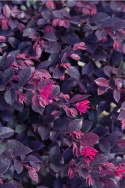 Purple Daydream Dwarf Loropetalum - 3 Gallon Pot -Plant Shop loropetalum purple daydream 21