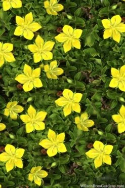 Yellow Star Creeper (Lysimachia Japonica Var. Minutissima) - 5 Pack Of Pint Pots -Plant Shop lysimachia japonica minutissima dwarf creeping jenny 11