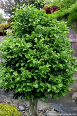 Ann Magnolia Tulip Tree - 2 Gallon Pot -Plant Shop magnolia ann 112 3
