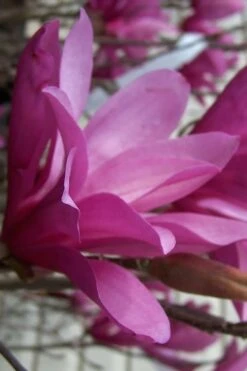 Ann Magnolia Tulip Tree - 2 Gallon Pot -Plant Shop magnolia ann 30