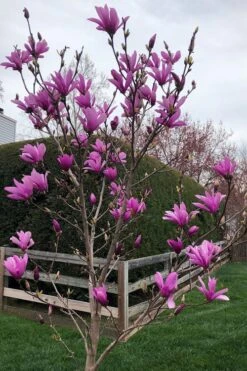 Ann Magnolia Tulip Tree - 3 Gallon Pot -Plant Shop magnolia ann tulip tree 100