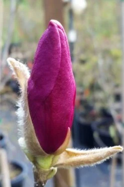 Betty Magnolia Tulip Tree - 1 Gallon Pot 16 Betty Magnolia Tulip Tree - 1 Gallon Pot -Plant Shop magnolia betty 21