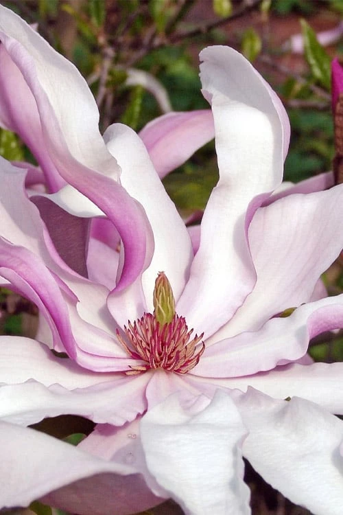 Betty Magnolia Tulip Tree - 3 Gallon Pot 3 Betty Magnolia Tulip Tree - 3 Gallon Pot