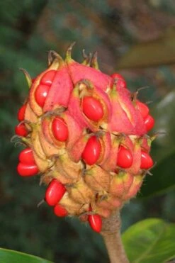 Victoria Cold Hardy Evergreen Magnolia - 7 Gallon Pot (3-4') 15 Victoria Cold Hardy Evergreen Magnolia - 7 Gallon Pot (3-4') -Plant Shop magnolia edith bogue fruit 1